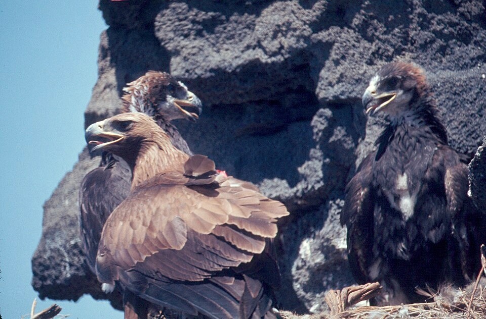 Golden Eagles with chicks at nest by Warren Garst is licensed under CC BY-SA 4.0